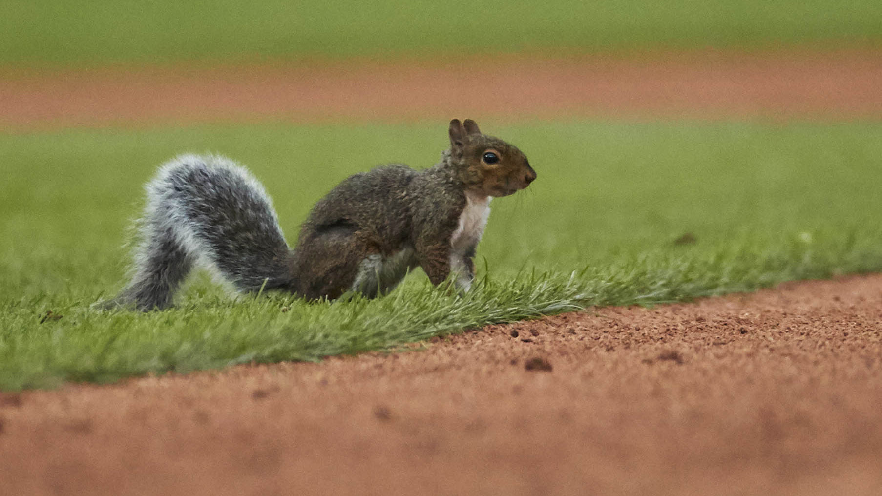 Cardinals rally behind rally squirrel to earn 5-2 win over Tigers