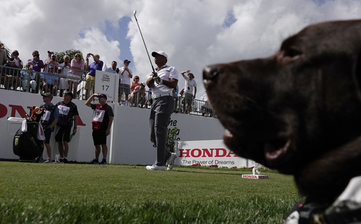 Curiosity, hope and big crowds follow Tiger Woods