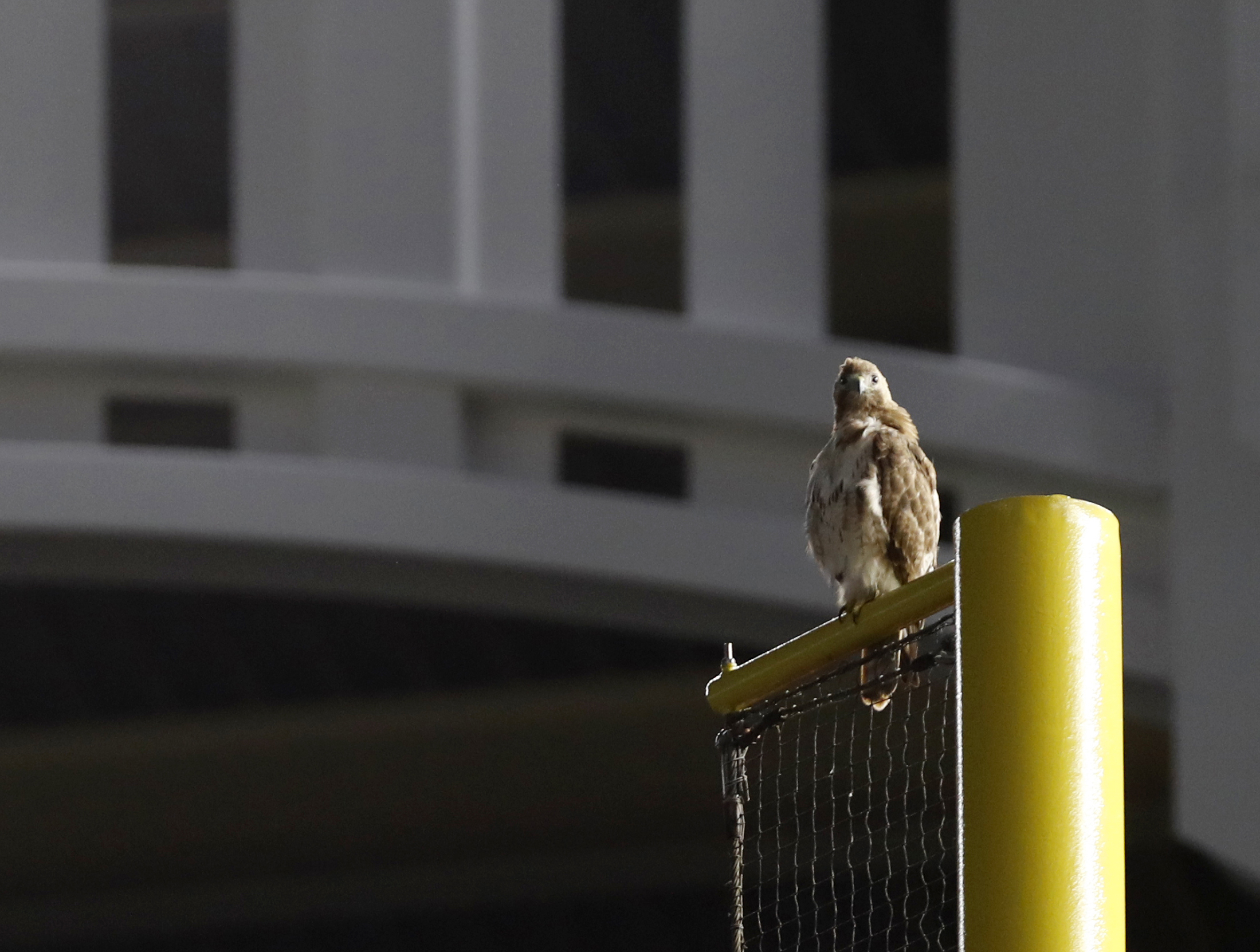 Bird's-eye view: Red-tailed hawk perches at Yankee Stadium