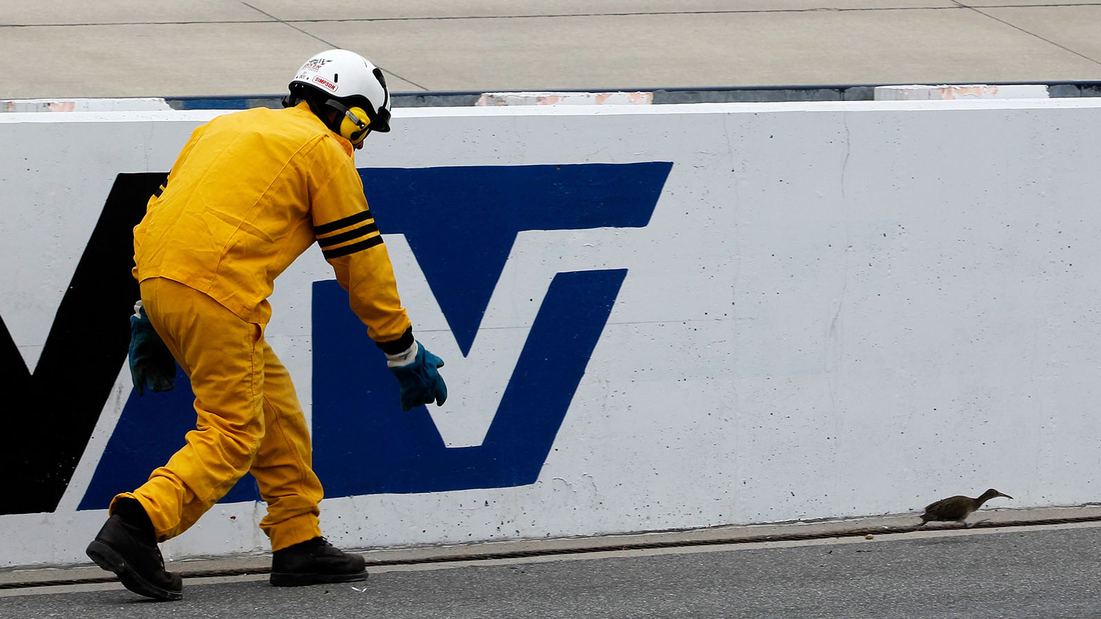 Bird causes delay during Sunday's AAA 400 at Dover