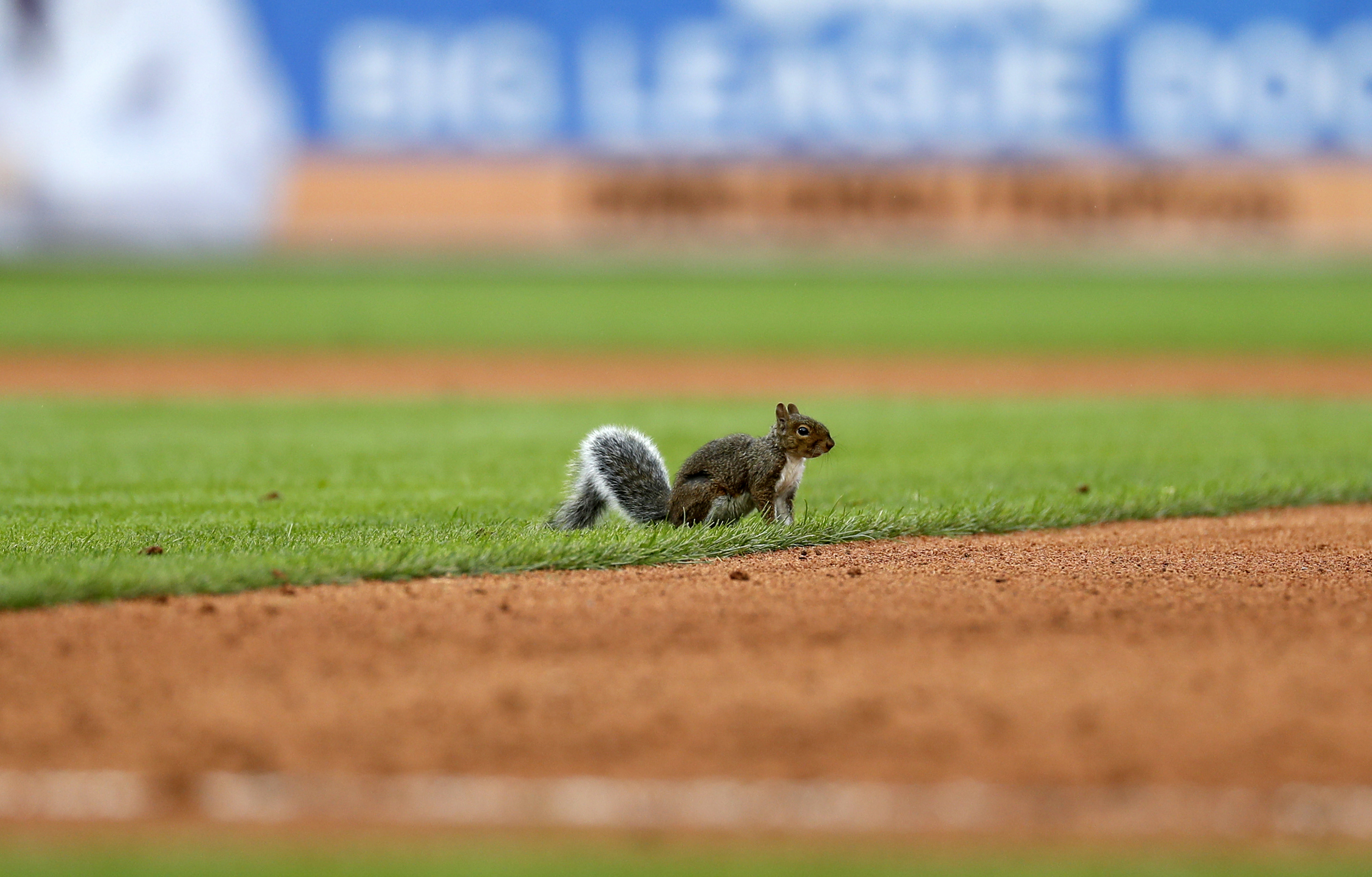 ‘Rally Squirrel’ returns, Cardinals beat Tigers 5-2
