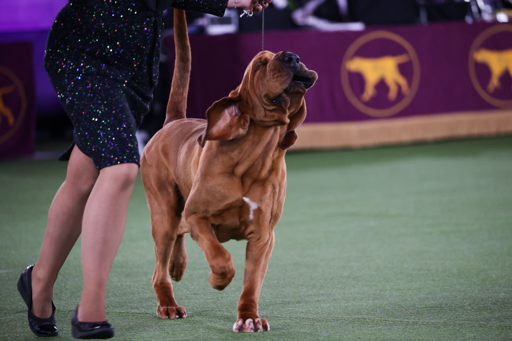 2024 Westminster Dog Show: Schedule, dates, TV, streaming, how to watch