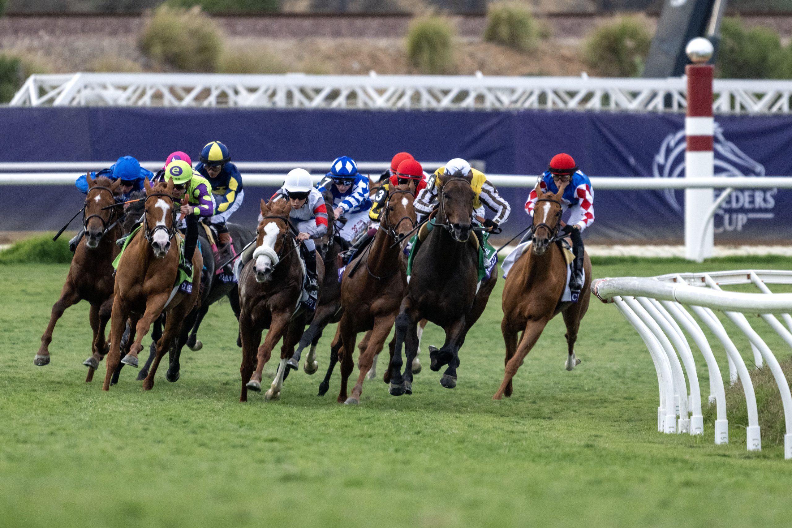 Breeders Cup Odds: How to Bet on This Weekend's Racing at Del Mar